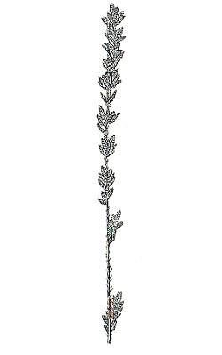 Inflorescence (line drawing) © Australian Biological Resources Study drawing by C. Wardrop
