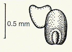 Grain, embryo and transverse view (line drawing) © Lazarides 1997(a) drawn by Lindy Spindler