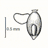 Grain, embryo and transverse view (line drawing) © Lazarides 1997(a) drawn by Lindy Spindler
