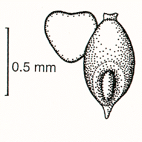 Grain, embryo and transverse view (line drawing) © Lazarides 1997(a) drawn by Lindy Spindler