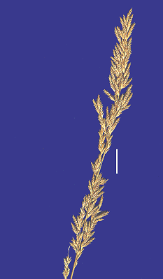 Inflorescence (scanned specimen) © Queensland Herbarium by Will Smith