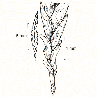 Spikelet, glumes, lemmas, paleas (line drawing) © Lazarides 1997(a) drawn by Lindy Spindler