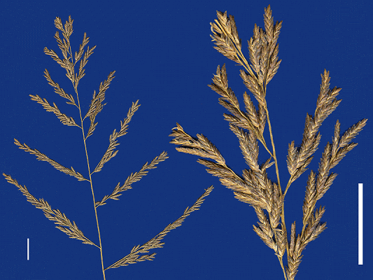 Inflorescence and detail of inflorescence (scanned specimen) © Queensland Herbarium by Will Smith