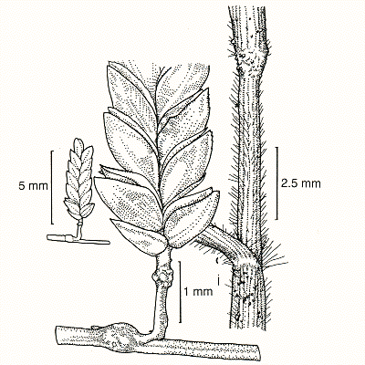 Spikelet, glumes, florets, culm, leaf (line drawing) © Lazarides 1997(a) drawn by Lindy Spindler