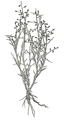Habit (line drawing) © Australian Biological Resources Study drawing by C. Wardrop