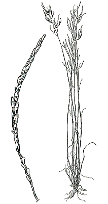 Habit and spikelet (line drawing) © Australian Biological Resources Study drawing by C. Wardrop