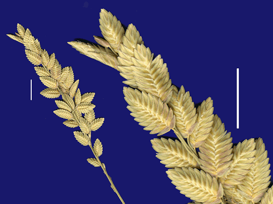 Inflorescence and detail of inflorescence (scanned specimen) © Queensland Herbarium by Will Smith