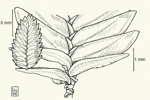 Spikelet, glumes, lemmas, paleas (line drawing) © Lazarides 1997(a) drawn by Lindy Spindler