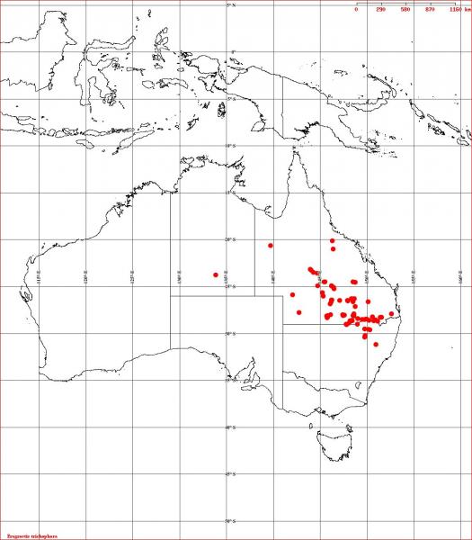 Eragrostis trichophora Herbrecs 2011