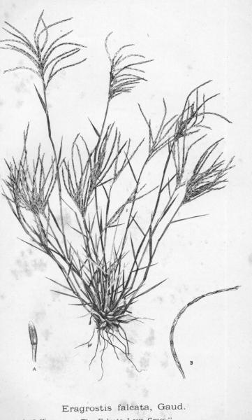 Habit and detail (line drawing) Maiden