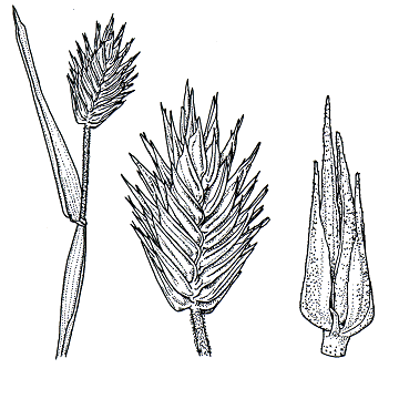 Inflorescence and spikelet (line drawing) © Australian Biological Resources Study drawing by Lesley Elkan