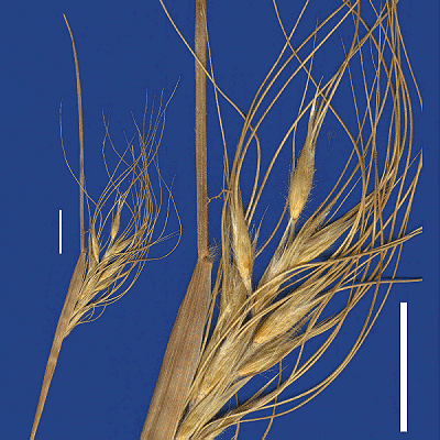 Inflorescence and detail of inflorescence (scanned specimen) © Queensland Herbarium by Will Smith