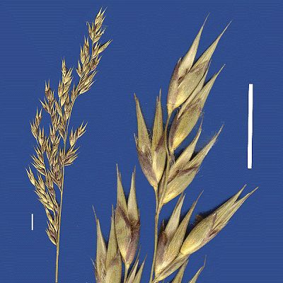 Inflorescence and detail of inflorescence (scanned specimen) © Queensland Herbarium by Will Smith
