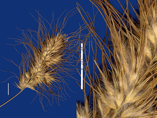 Inflorescence and detail of inflorescence (scanned specimen) © Queensland Herbarium by Will Smith