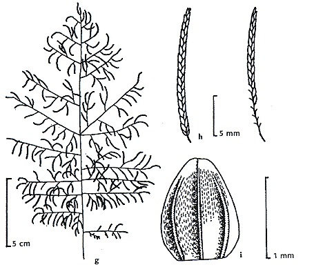 Inflorescence and details (line drawing) © Wheeler et al. 1990