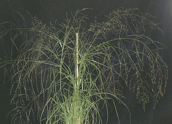 Inflorescence (photo) © Queensland Herbarium by D. Sharp Courtesy of the Toowoomba Field Naturalist Club