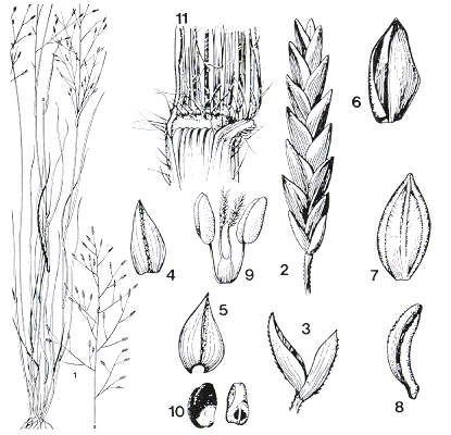 Habit and details (line drawing) © Simon 1982 drawn by Margaret Saul