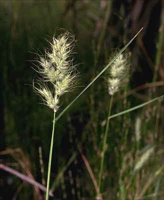 Inflorescence (photo) © M.Fagg