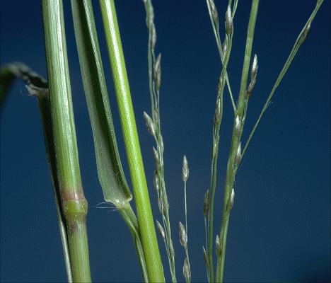 Inflorescence and sheath (photo) © J.Hosking