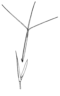 Spikelet (line drawing) © Simon 1992 by Will Smith