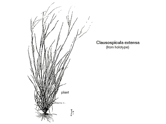Inflorescence (line drawing) © Lazarides & Watson (1986)