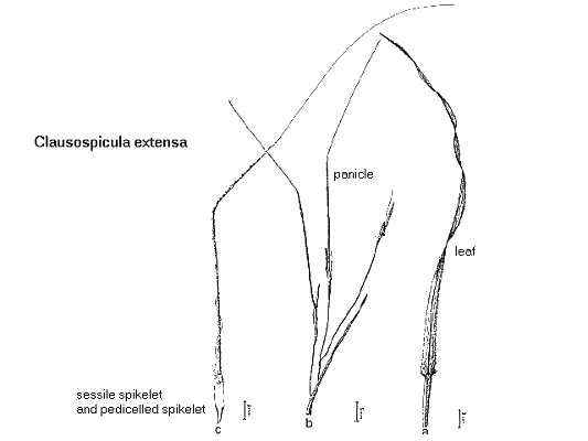 Inflorescence and detail (line drawing) © Lazarides & Watson (1986)