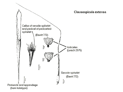Spikelet and detail (line drawing) © Lazarides & Watson (1986)