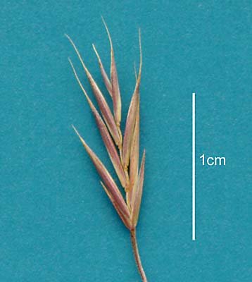 Spikelet (scanned specimen) © Queensland Herbarium NSW 364361 by Will Smith