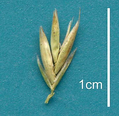 Spikelet (scanned specimen) © Queensland Herbarium NSW 254059 by Will Smith