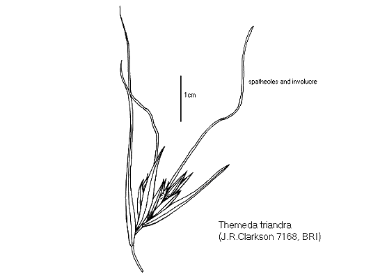 Spatheole and involucre (line drawing) © Queensland Herbarium by Will Smith