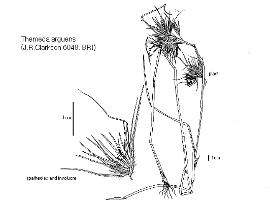 Habit, spatheole and involucre (line drawing) © Queensland Herbarium by Will Smith