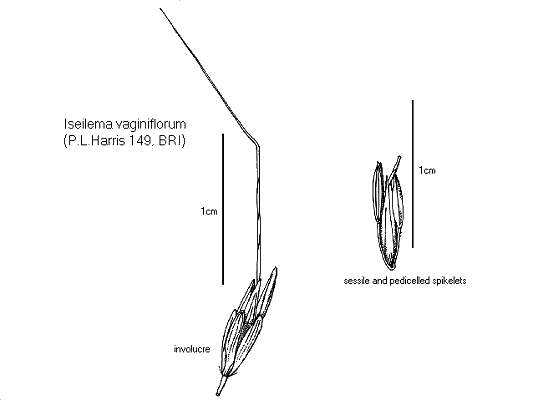Involucre and spikelet triplet (line drawing) © Queensland Herbarium by Will Smith