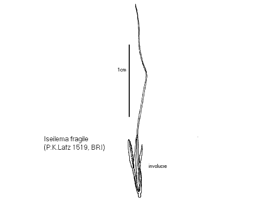 Involucre (line drawing) © Queensland Herbarium by Will Smith