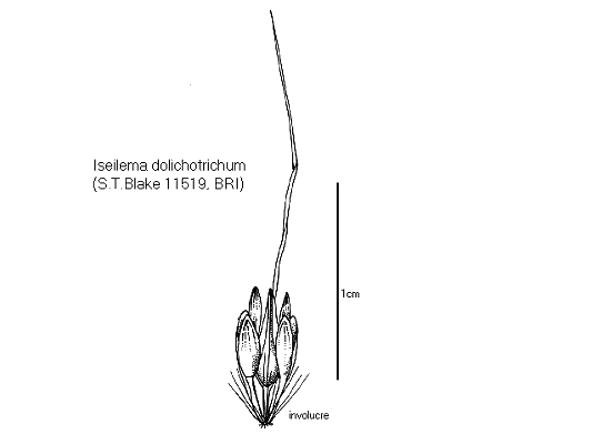 Involucre (line drawing) © Queensland Herbarium by Will Smith