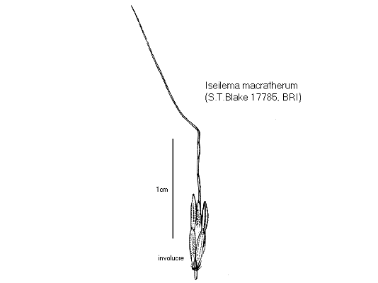 Involucre (line drawing) © Queensland Herbarium by Will Smith