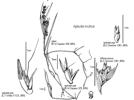 Habit, inflorescence and spikelet (line drawing) © Queensland Herbarium Drawn by Will Smith