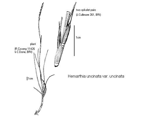 Habit and spikelet (line drawing) © Queensland Herbarium by Will Smith