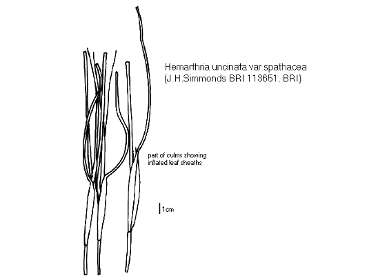 Culm (line drawing) © Queensland Herbarium by Will Smith
