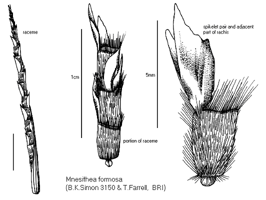 Inflorescence and spikelet (line drawing) © Queensland Herbarium by Will Smith