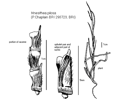 Inflorescence and spikelet (line drawing) © Queensland Herbarium by Will Smith