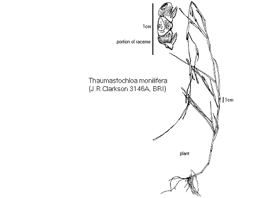 Habit (line drawing) © Queensland Herbarium by Will Smith