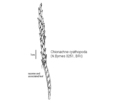 Inflorescence (line drawing) © Queensland Herbarium by Will Smith