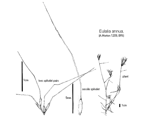 Habit, inflorescence and spikelet (line drawing) © Queensland Herbarium by Will Smith