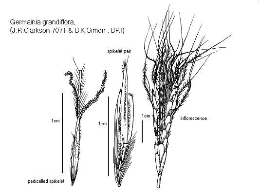Inflorescence and spikelet (line drawing) © Queensland Herbarium by Will Smith