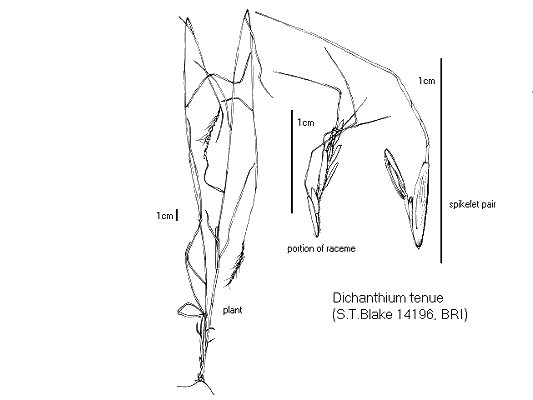 Habit and details (line drawing) © Queensland Herbarium by Will Smith