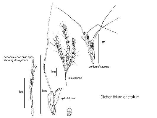 Inflorescence and details (line drawing) © Queensland Herbarium by Will Smith