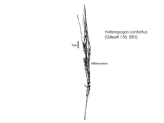 Inflorescence (line drawing) © Queensland Herbarium by Will Smith