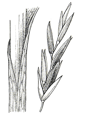 Collar and spikelet (line drawing) © Flora of Victoria pg 442
