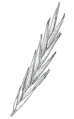 Spikelet (line drawing) © Australian Biological Resources Study drawing by Lesley Elkan
