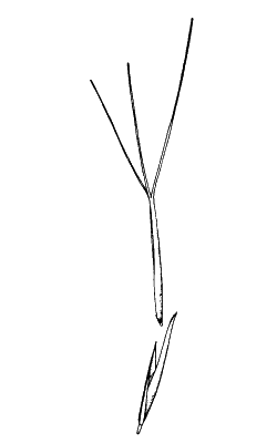 Spikelet (line drawing) © Simon 1992 by Will Smith